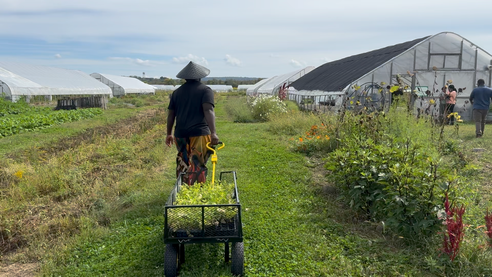 Planting Parsley, Building Power: Reflections on the Black Farmer Fund’s Abundance Festival
